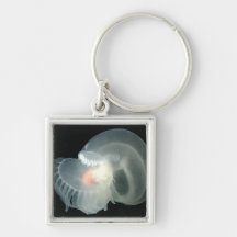 Transparent Sea Slug Key Chain