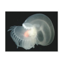 Transparent Sea Slug Postcards