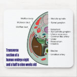 Transverse Section of Human Embryo 9 Weeks Old Mousepads