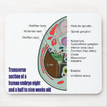 Transverse Section of Human Embryo 9 Weeks Old Mousepads