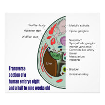 Transverse Section of Human Embryo 9 Weeks Old Photo Art