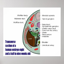 Transverse Section of Human Embryo 9 Weeks Old Posters