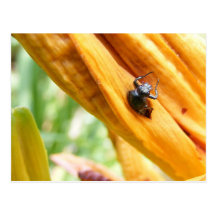 Trapped Beetle ~ postcard