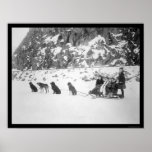 Traveling by Dog Sled Canada 1912 Posters