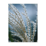 Treat Post Card