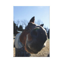 TREATS?!  Nosey horse Canvas Print
