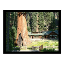Tree and museum post cards