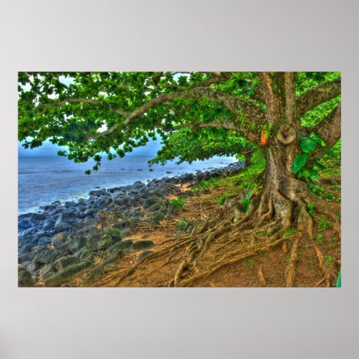 Tree at Hanalei Bay Print