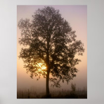 tree at sunrise (1) posters