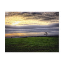 Tree at sunset photography art postcard postcards