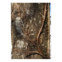 Tree Bark 33 ~ ATC