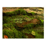 Tree bark post card
