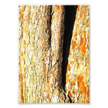 Tree Bark with Orange Tones Photo Print