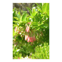 Tree Blooms - Vaccinium Cylindraceum Stationery Paper