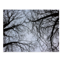 Tree Branch Postcard