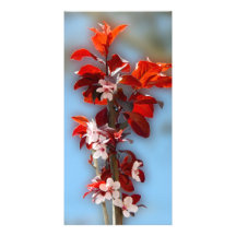 Tree branch with flowers red leaves customized photo card