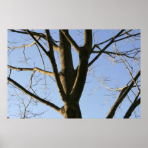 Tree Branches! Posters