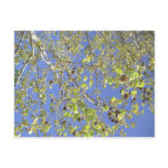 Tree Branches & Seed Balls Postcard