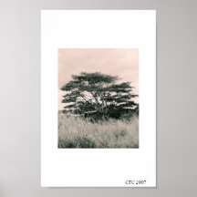 TREE BY WATERFALL ON KAUAI POSTERS