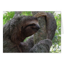 Tree Climbing Sloth Greeting Card