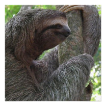 Tree Climbing Sloth Invitation
