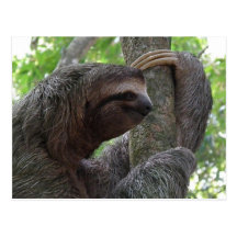 Tree Climbing Sloth Postcard