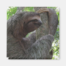 Tree Climbing Sloth Square Magnet