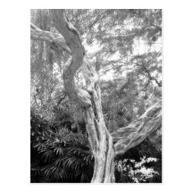 Tree covered in Graffiti Post Card