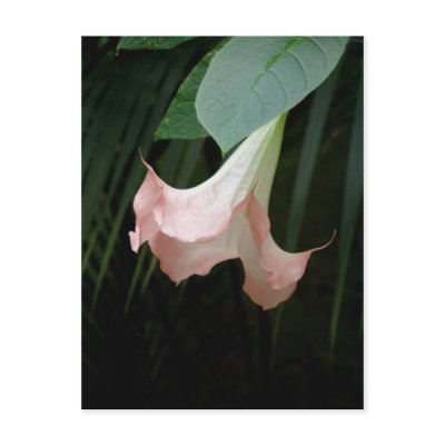 tree flower postcard by iiiyaaa