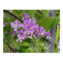 Tree Flowers Post Cards