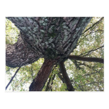 Tree Fortress Stamp Post Cards