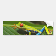 Tree Frog Bumper Sticker