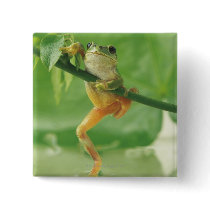 Tree Frog Button