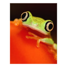 tree frog custom letterhead