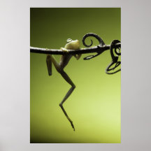 Tree frog falling symbol for endangered species print