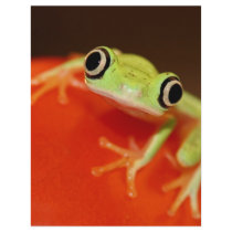 tree frog