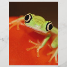 tree frog flyer