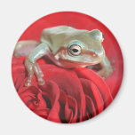 tree frog fridge magnets
