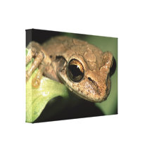 tree frog gallery wrap canvas