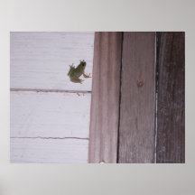 Tree Frog On A Barn Print