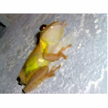tree frog on wall watercolor style acrylic cut out