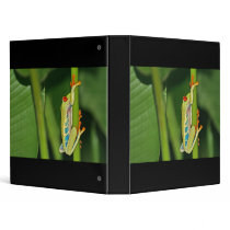 Tree Frog Photo