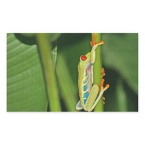Tree Frog Photo