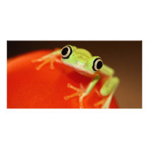 tree frog