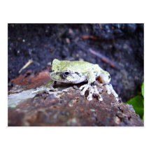 Tree Frog Post Card