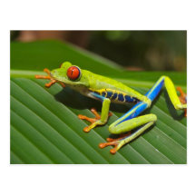 Tree Frog Post Card