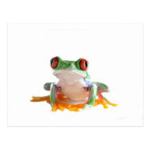 tree frog post card
