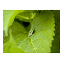 Tree Frog Postcards