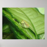 Tree Frog Print