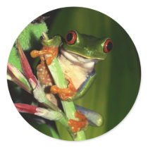 Tree Frog stickers stickers